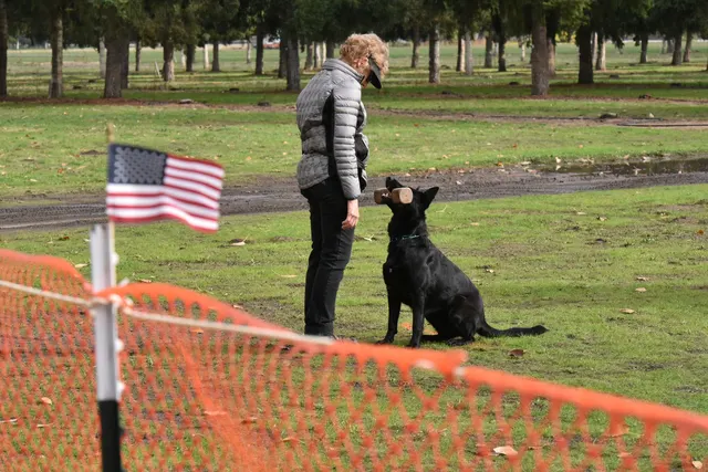 2017 RVSC fall Schutzhund trial — a black working dog sitting attentively beside the handler