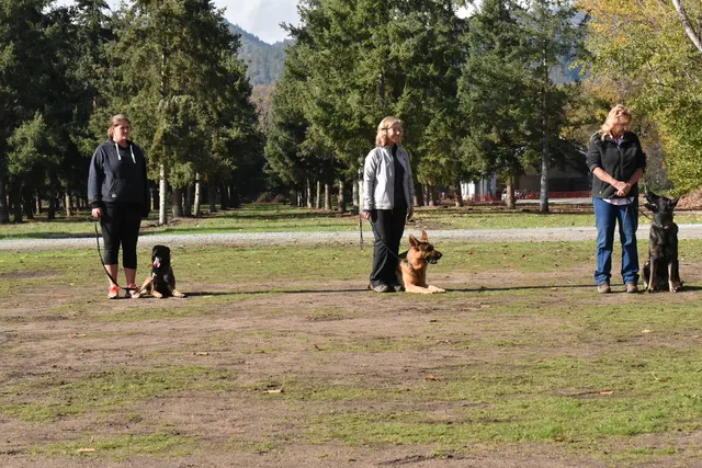 2017 RVSC fall Schutzhund trial — dog-and-handler teams lined up together on the trial field