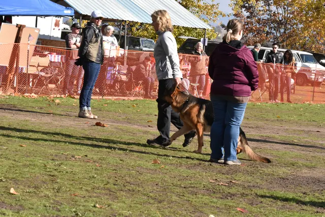 2017 RVSC fall Schutzhund trial — a handler and working dog receiving direction on the trial field