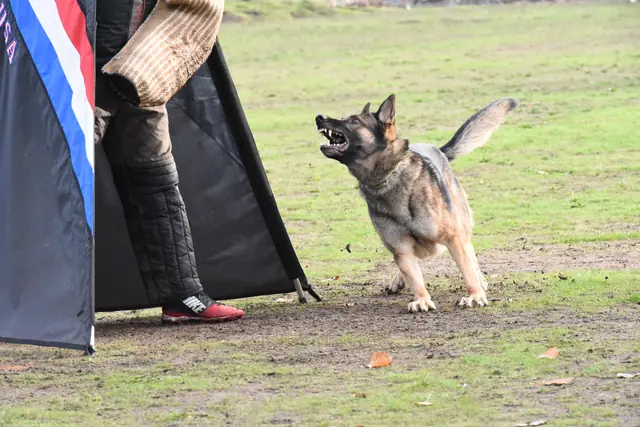 Working dog approaching the helper during the 2017 RVSC fall trial