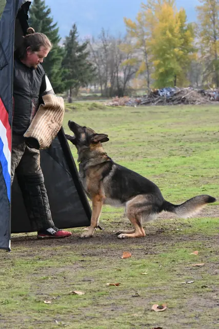 Working dog performing a grip exercise with the trial helper in 2017