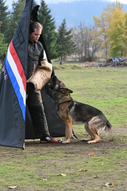 Working dog and helper during a protection exercise at the RVSC trial