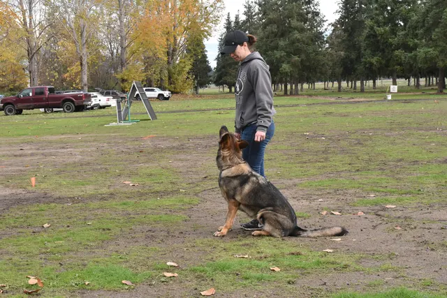 2017 RVSC fall Schutzhund trial — a working dog holding a down position during the obedience phase