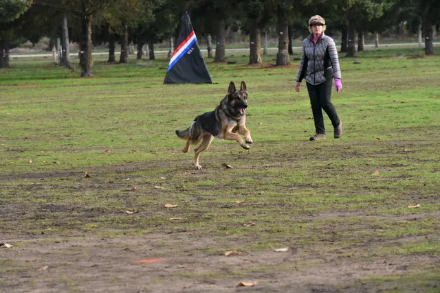 2017 RVSC fall Schutzhund trial — a working dog running across the trial field during an exercise