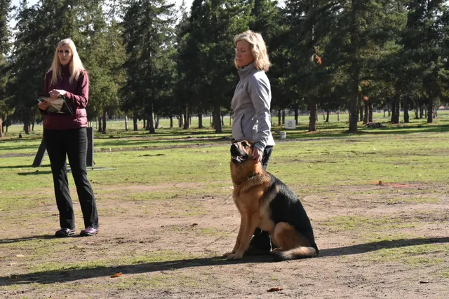 2017 RVSC fall Schutzhund trial — a working dog focused on the handler during the trial lineup