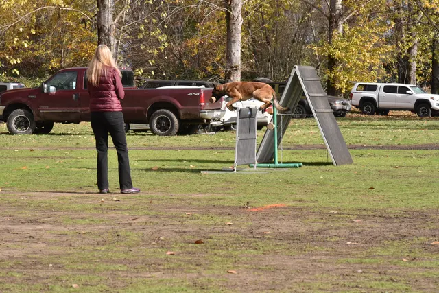 2017 RVSC fall Schutzhund trial — a second view of a working dog jumping the obedience hurdle