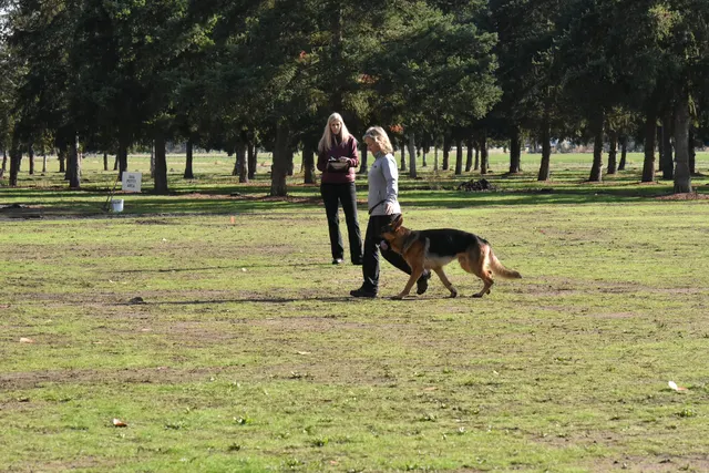 2017 RVSC fall Schutzhund trial — a working dog heeling beside the handler during the obedience phase
