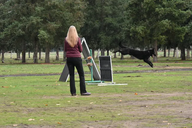 2017 RVSC fall Schutzhund trial — a working dog moving toward the hurdle during an obedience exercise