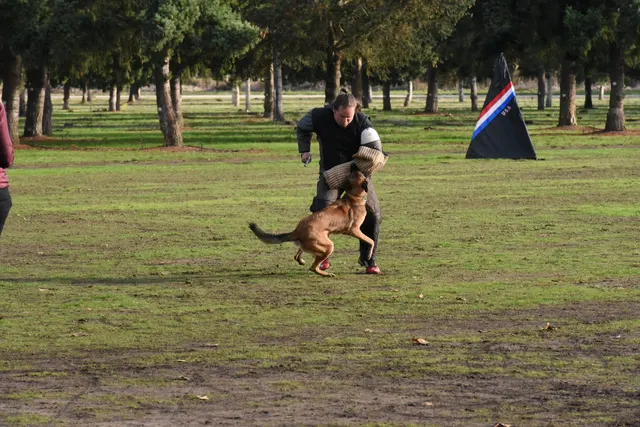 2017 RVSC fall Schutzhund trial — a dog-and-handler team moving together through an obedience exercise