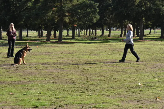 2017 RVSC fall Schutzhund trial — a working dog holding an obedience position while the handler moves away