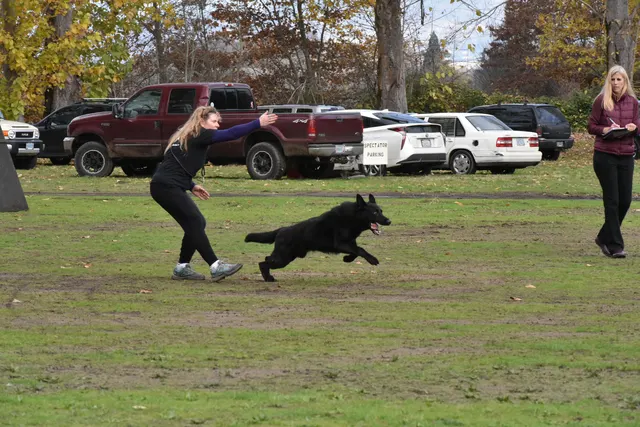 2017 RVSC fall Schutzhund trial — a working dog running through a formal obedience exercise