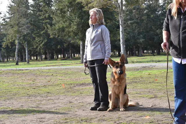 2017 RVSC fall Schutzhund trial — a dog-and-handler team preparing for an obedience exercise