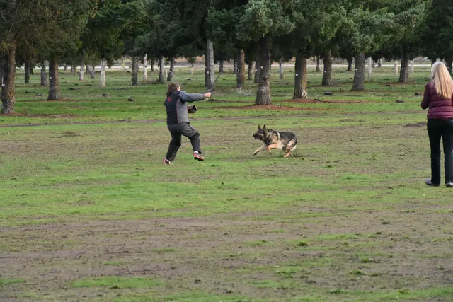 2017 RVSC fall Schutzhund trial — a working dog returning across the field during an obedience exercise