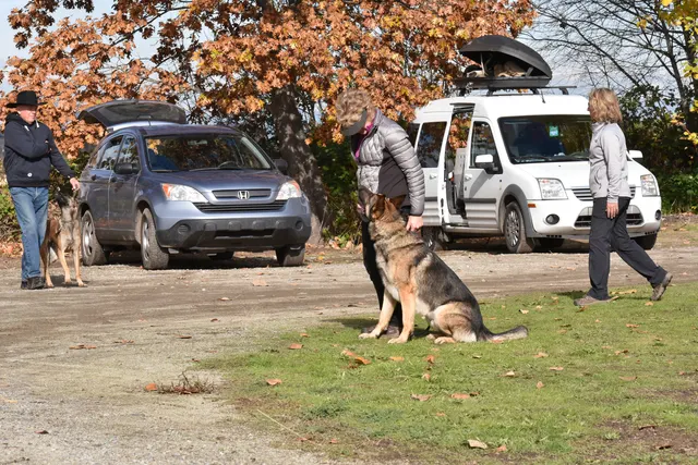 2017 RVSC fall Schutzhund trial — a working dog sitting attentively beside the handler
