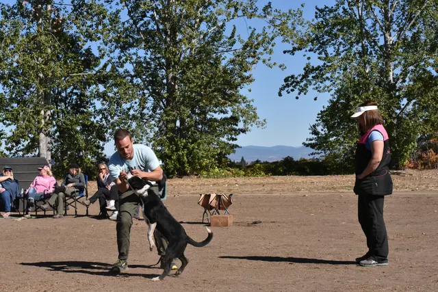 Forrest Micke Schutzhund seminar on October 14, 2017 — a black working dog practicing engagement and handler focus — photo 23