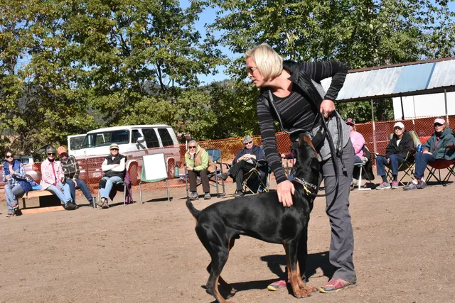 Forrest Micke Schutzhund seminar on October 14, 2017 — a black working dog practicing obedience with its handler — photo 20