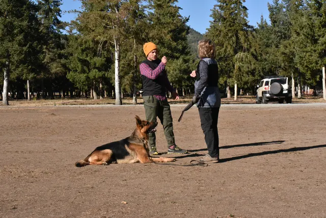Forrest Micke Schutzhund seminar on October 14, 2017 — a working dog practicing a down position during seminar training — photo 08