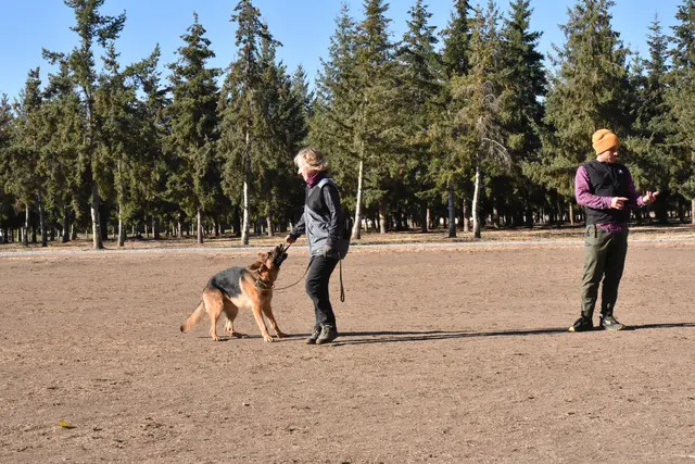 Forrest Micke Schutzhund seminar on October 14, 2017 — a dog-and-handler team practicing engagement and reward work — photo 06