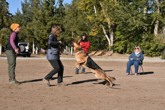 Forrest Micke Schutzhund seminar on October 14, 2017 — a handler using reward-based engagement during an obedience exercise — photo 10