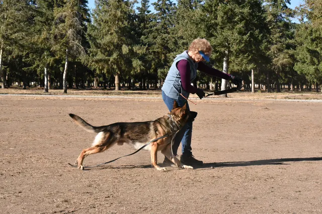 Forrest Micke Schutzhund seminar on October 14, 2017 — a dog-and-handler team practicing movement and position changes — photo 12