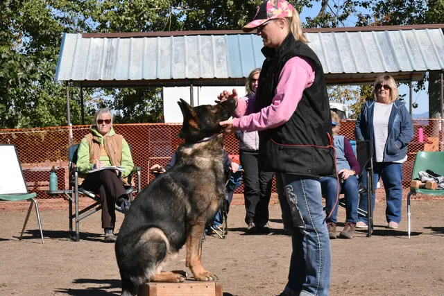 Forrest Micke Schutzhund seminar on October 14, 2017 — a working dog practicing a front position with a training platform — photo 18
