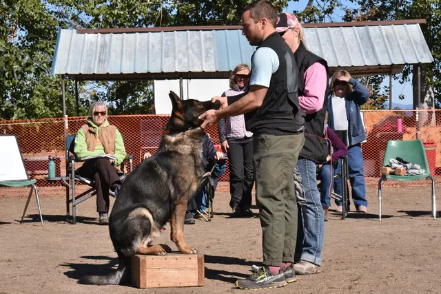 Forrest Micke Schutzhund seminar on October 14, 2017 — a working dog using a platform for position and body-awareness training — photo 19