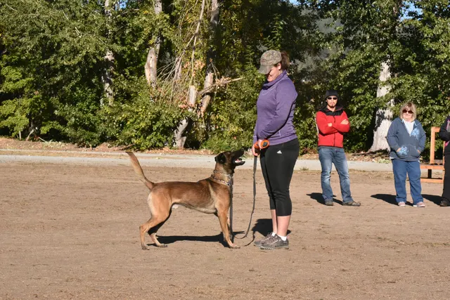 Forrest Micke Schutzhund seminar on October 14, 2017 — a working dog practicing recall and focus with the handler — photo 05