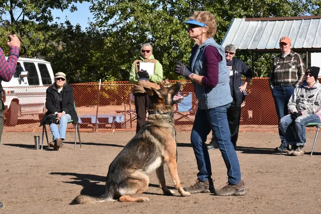 Forrest Micke Schutzhund seminar on October 14, 2017 — a working dog holding a sit while the handler receives coaching — photo 13