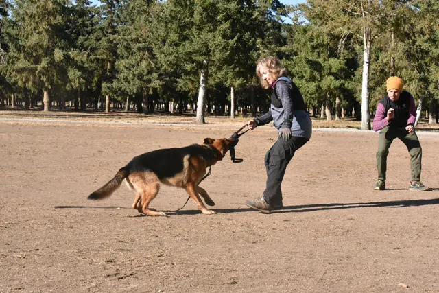 Forrest Micke Schutzhund seminar on October 14, 2017 — a dog-and-handler team working on engagement and controlled movement — photo 09