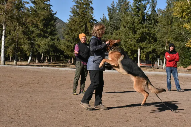 Forrest Micke Schutzhund seminar on October 14, 2017 — a working dog building focus and contact with the handler — photo 11