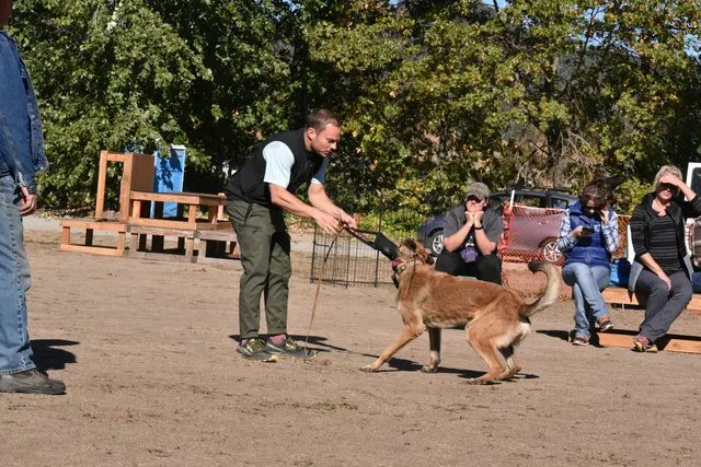 Forrest Micke Schutzhund seminar on October 14, 2017 — a working dog and handler practicing precise positioning — photo 16
