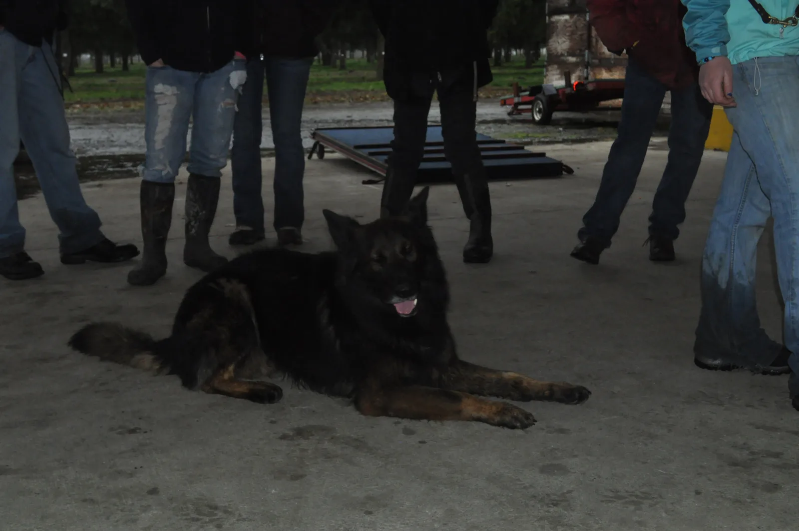 Historical March 2011 Rogue Valley Schutzhund Club working-dog training