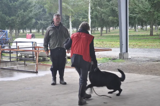 Working dog and handler during the John Riboni Schutzhund seminar in 2011 — photo 01