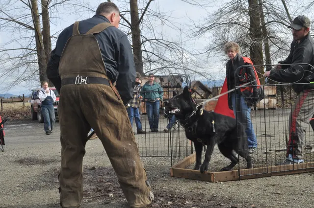 Working dog and handler during the John Riboni Schutzhund seminar in 2011 — photo 10
