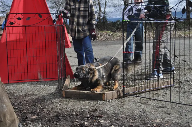 Working dog and handler during the John Riboni Schutzhund seminar in 2011 — photo 15