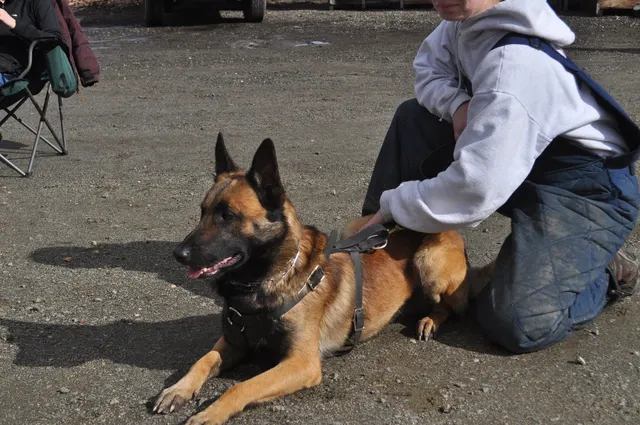 Working dog and handler during the John Riboni Schutzhund seminar in 2011 — photo 16