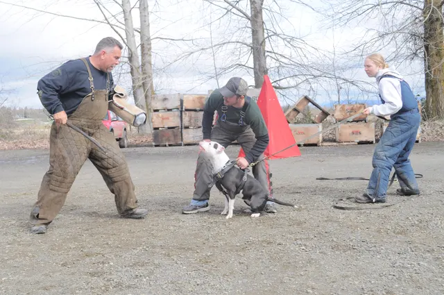 Working dog and handler during the John Riboni Schutzhund seminar in 2011 — photo 23