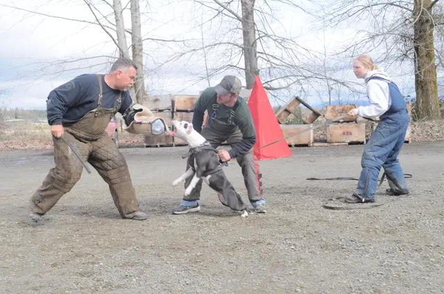 Working dog and handler during the John Riboni Schutzhund seminar in 2011 — photo 24