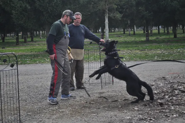 Working dog and handler during the John Riboni Schutzhund seminar in 2011 — photo 33