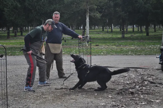 Working dog and handler during the John Riboni Schutzhund seminar in 2011 — photo 34