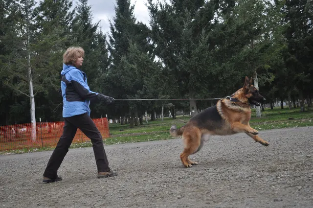 Working dog and handler during the John Riboni Schutzhund seminar in 2011 — photo 38