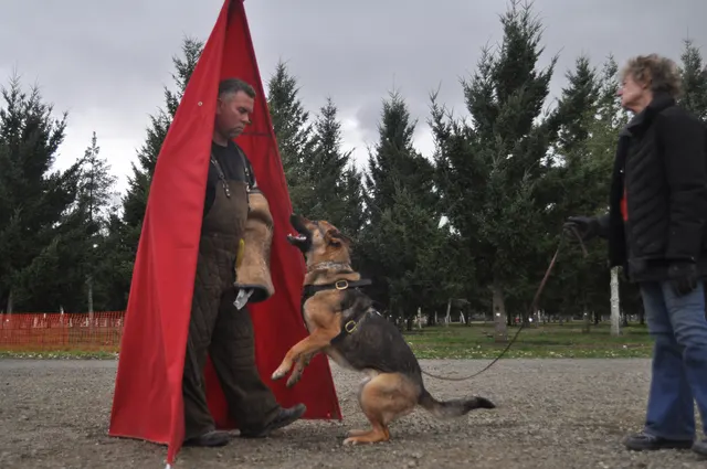 Working dog and handler during the John Riboni Schutzhund seminar in 2011 — photo 40