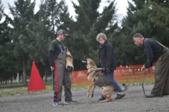 Working dog and handler during the John Riboni Schutzhund seminar in 2011 — photo 41