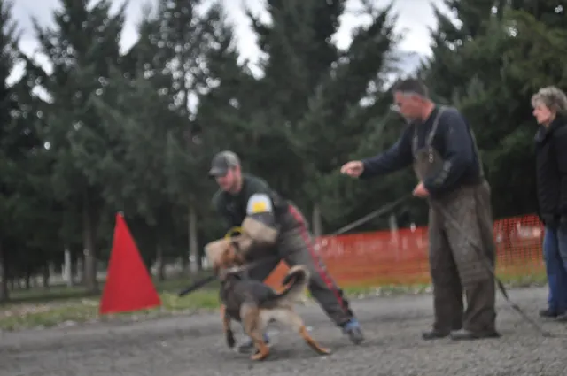 Working dog and handler during the John Riboni Schutzhund seminar in 2011 — photo 42