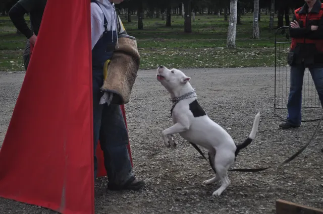 Working dog and handler during the John Riboni Schutzhund seminar in 2011 — photo 45
