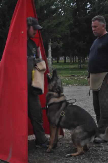 Working dog and handler during the John Riboni Schutzhund seminar in 2011 — photo 48