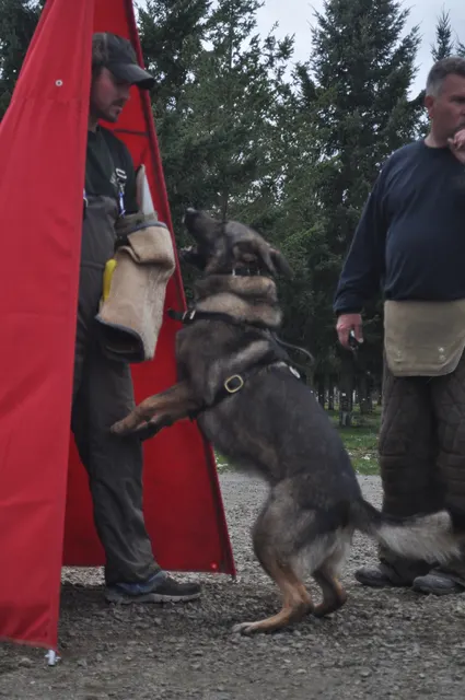 Working dog and handler during the John Riboni Schutzhund seminar in 2011 — photo 49