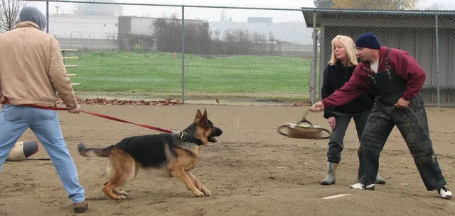 José Lopez Schutzhund Seminar — November 2008 — working-dog seminar photo 024