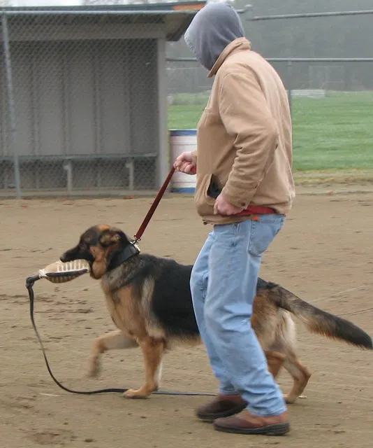 José Lopez Schutzhund Seminar — November 2008 — working-dog seminar photo 026