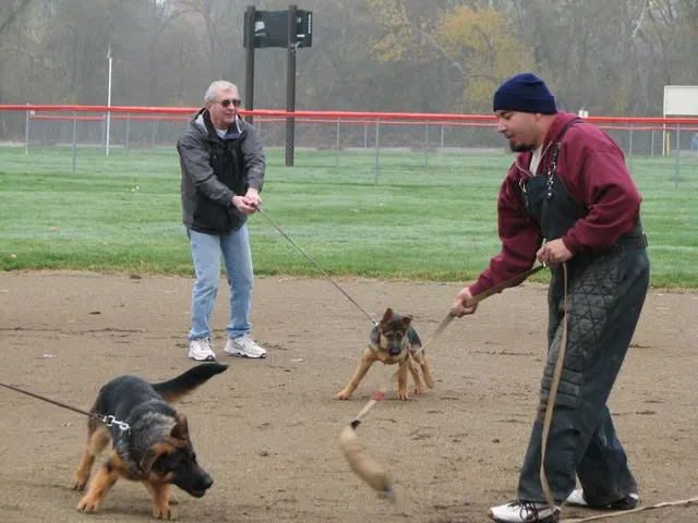 José Lopez Schutzhund Seminar — November 2008 — working-dog seminar photo 029